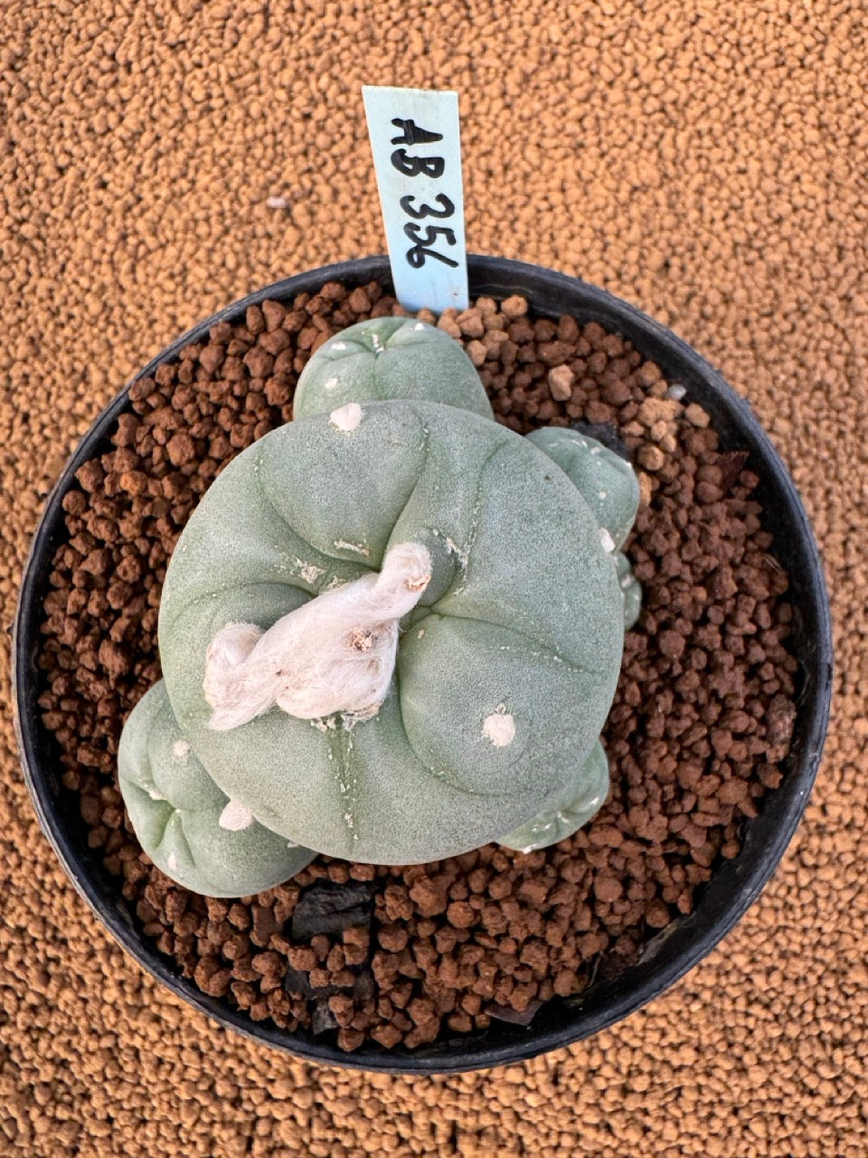 Lophophora Fricii size 5-6 cm own root