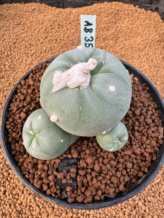 Lophophora Fricii size 5-6 cm own root