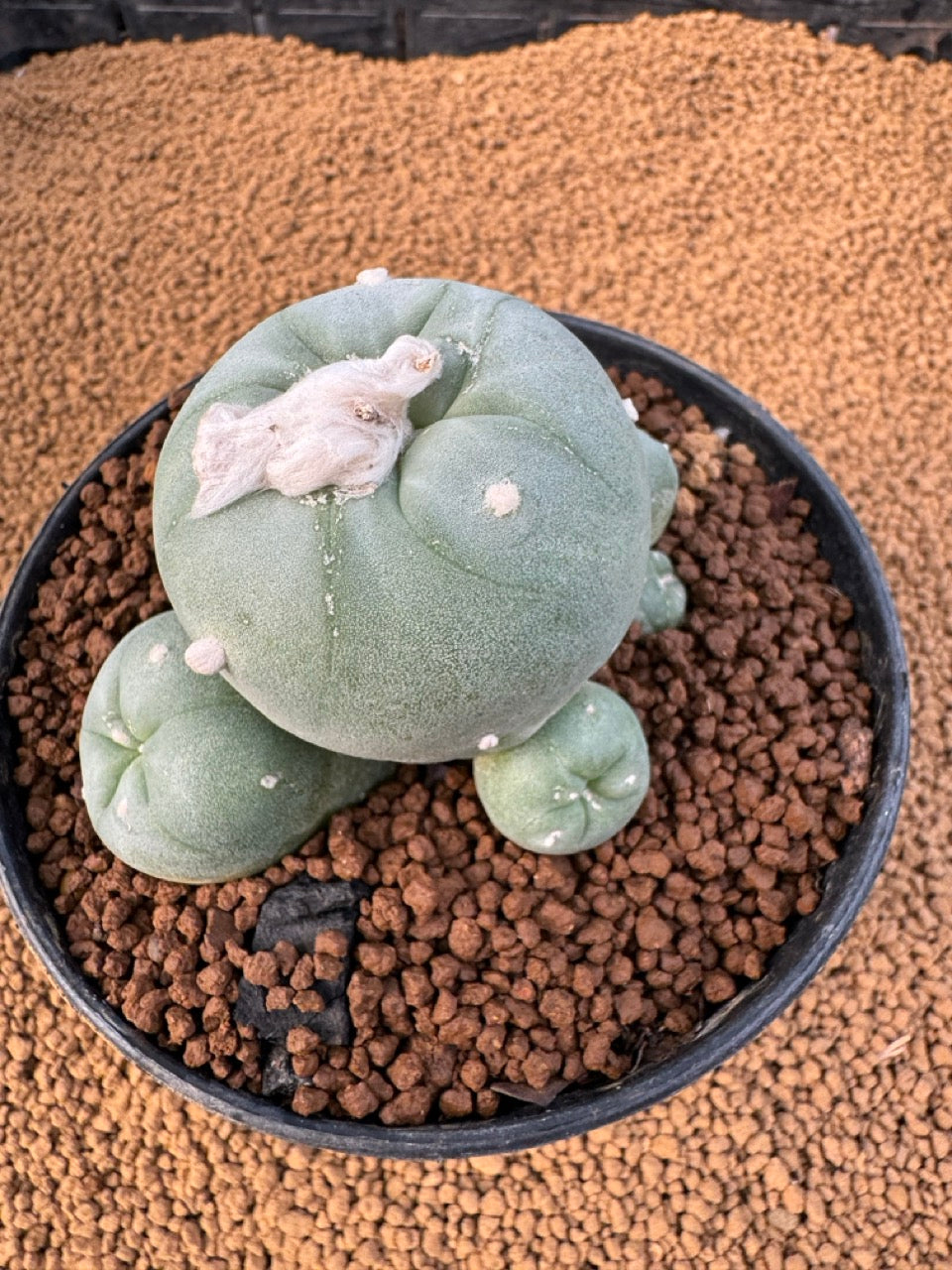 Lophophora Fricii size 5-6 cm own root