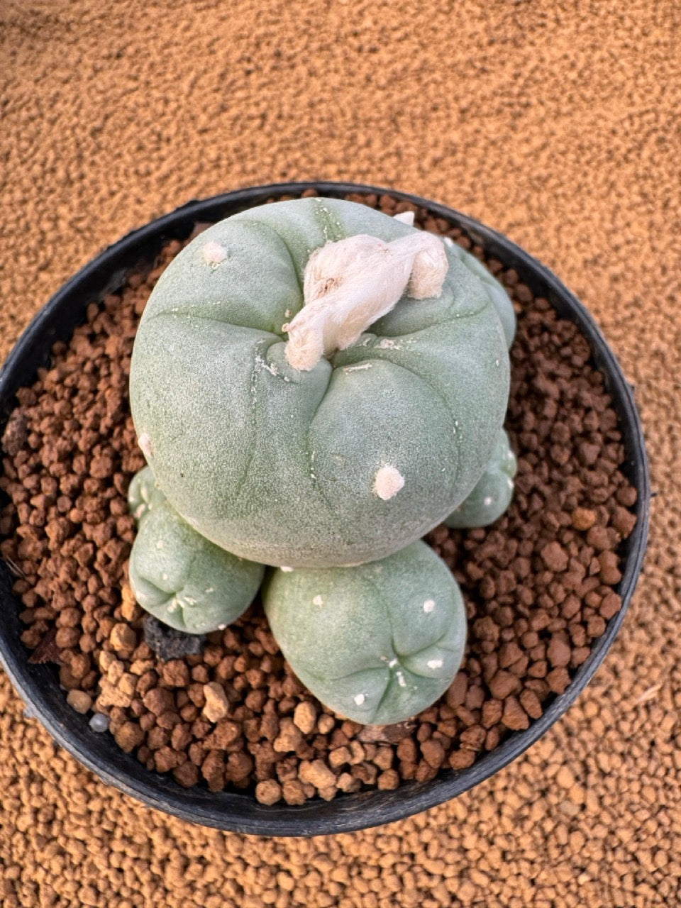 Lophophora Fricii size 5-6 cm own root