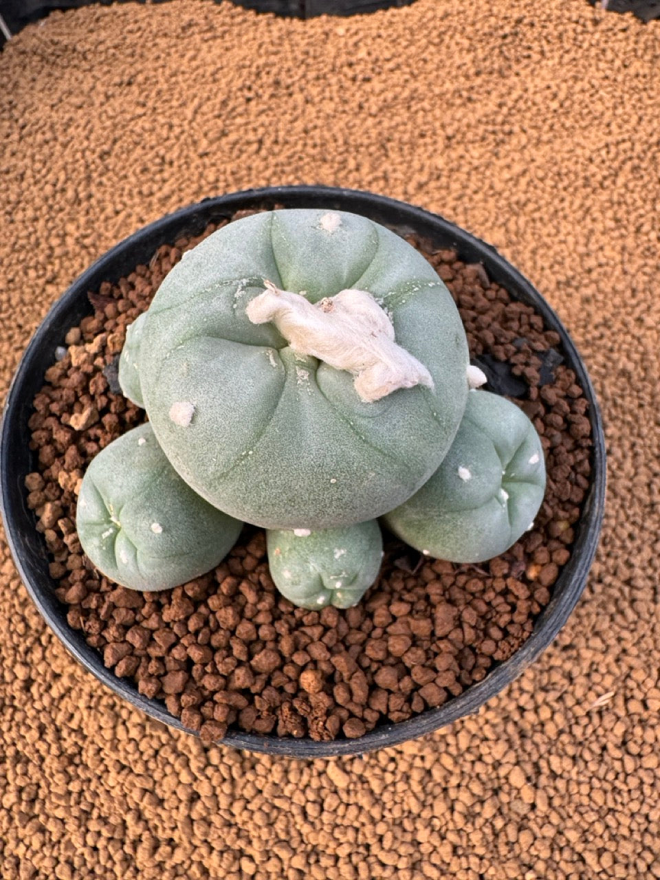 Lophophora Fricii size 5-6 cm own root