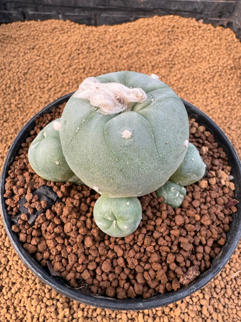 Lophophora Fricii size 5-6 cm own root