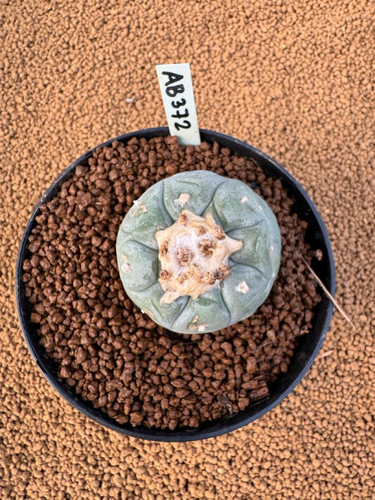 Lophophora Fricii size 5-6 cm own root