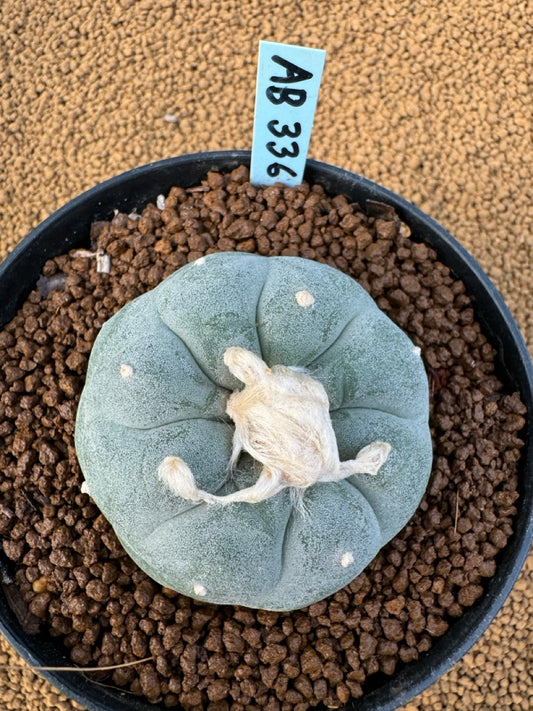 Lophophora Fricii size 5-6 cm own root