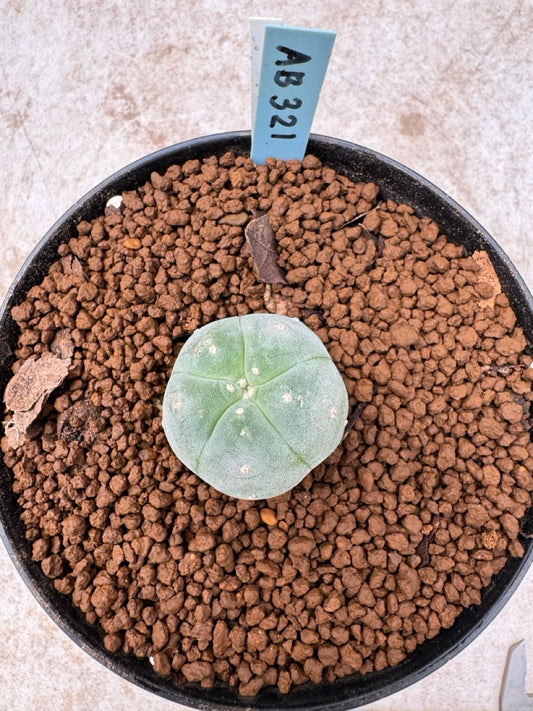 Lophophora williamsii size 5-6 cm own root