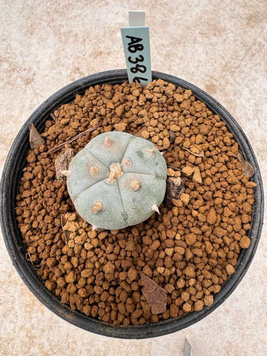 Lophophora williamsii size 5-6 cm own root