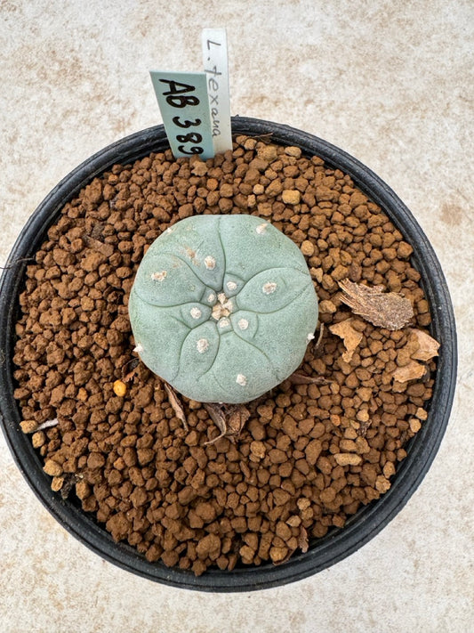 Lophophora williamsii size 5-6 cm own root