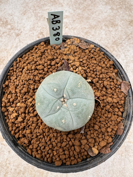 Lophophora williamsii size 5-6 cm own root