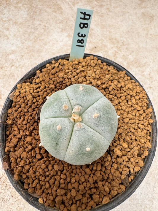 Lophophora williamsii size 5-6 cm own root