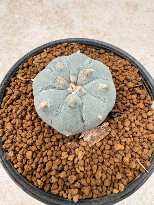 Lophophora williamsii size 5-6 cm own root