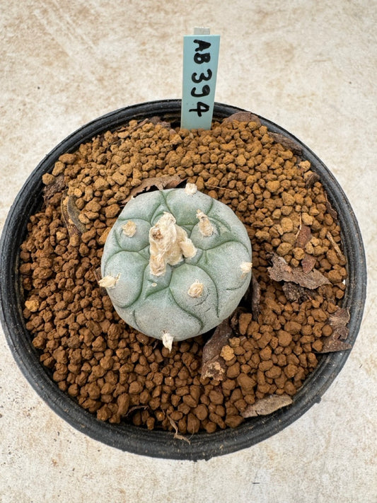 Lophophora williamsii size 5-6 cm own root