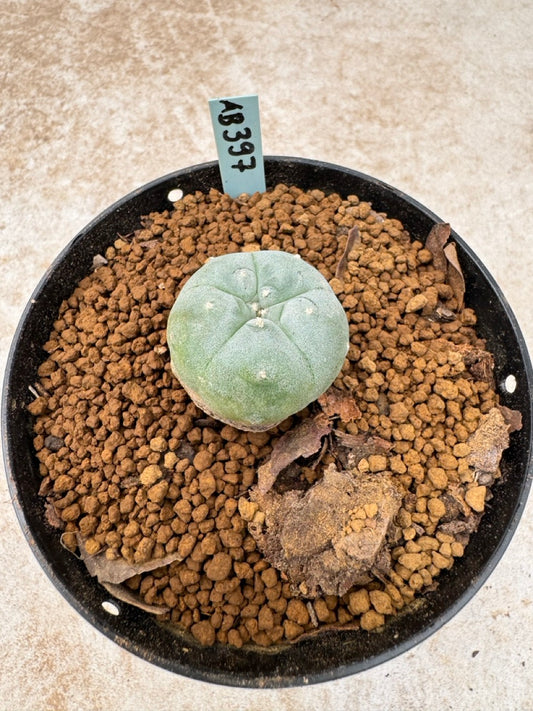 Lophophora williamsii size 5-6 cm own root