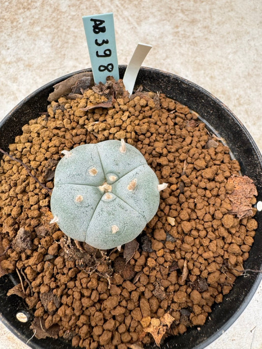 Lophophora williamsii size 5-6 cm own root