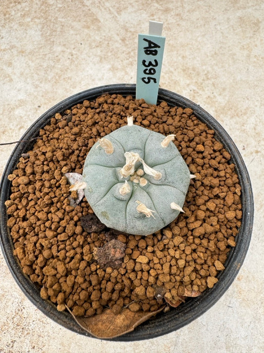 Lophophora williamsii size 5-6 cm own root