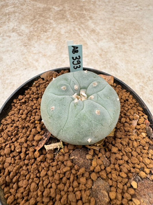 Lophophora williamsii size 5-6 cm own root