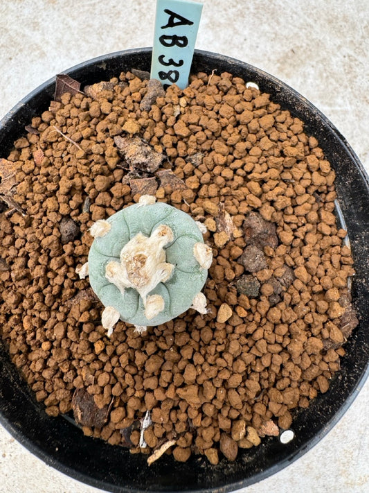 Lophophora williamsii size 5-6 cm own root