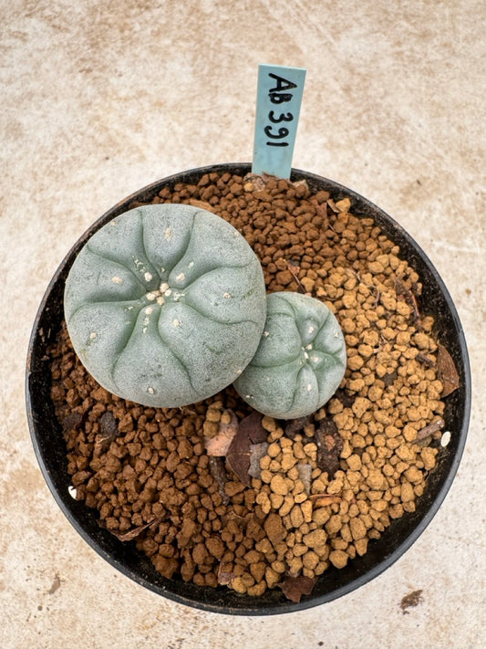 Lophophora williamsii size 5-6 cm own root