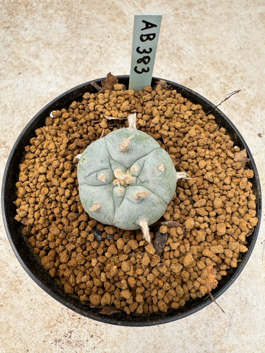 Lophophora williamsii size 5-6 cm own root