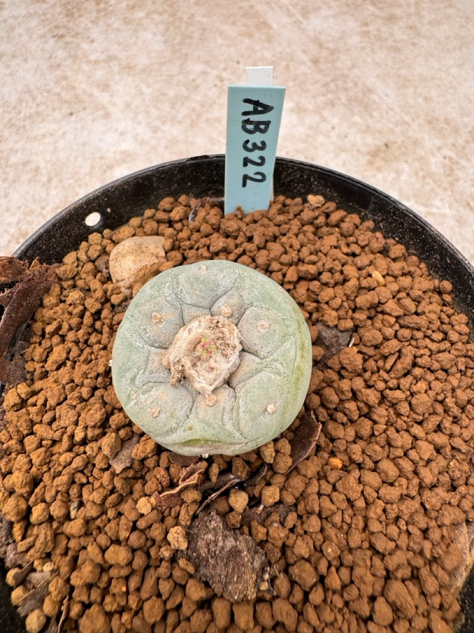 Lophophora williamsii size 5-6 cm own root