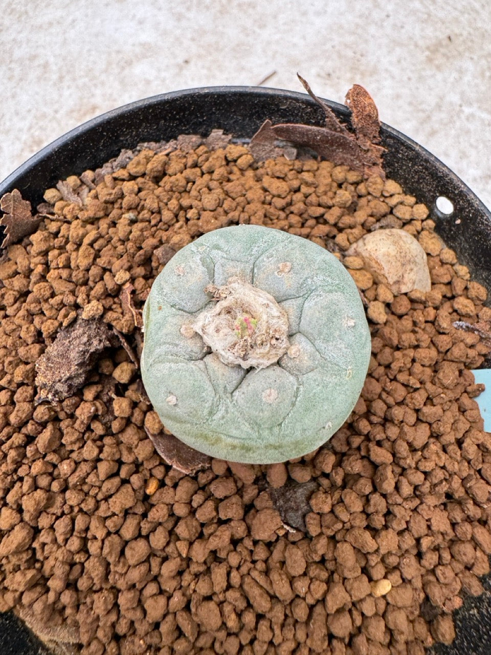 Lophophora williamsii size 5-6 cm own root