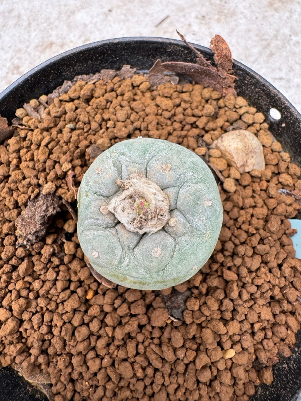 Lophophora williamsii size 5-6 cm own root