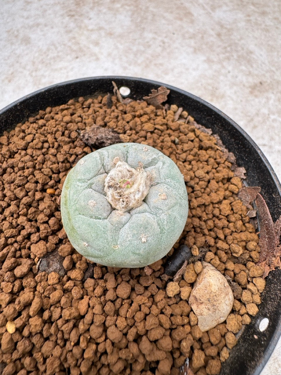 Lophophora williamsii size 5-6 cm own root