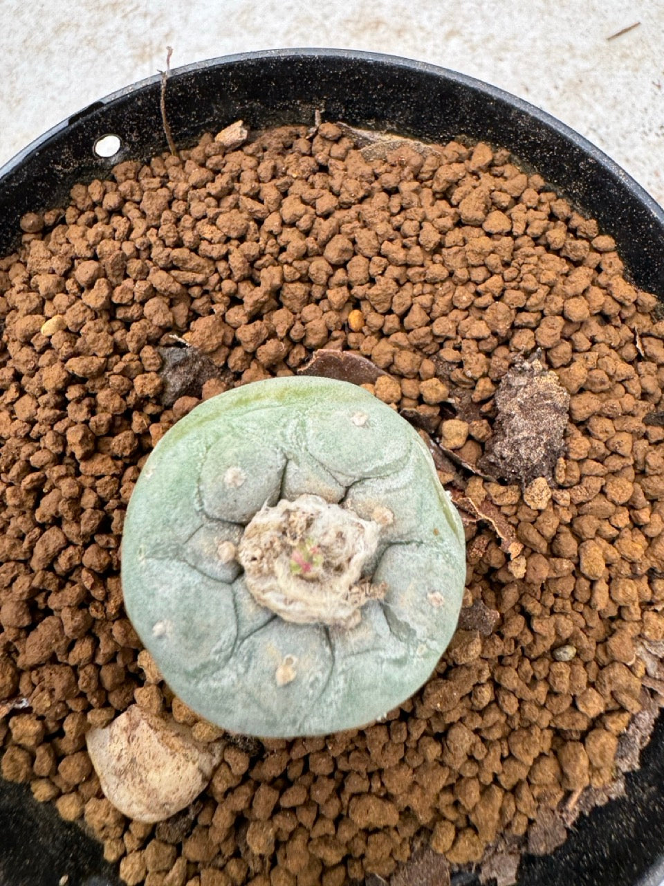 Lophophora williamsii size 5-6 cm own root