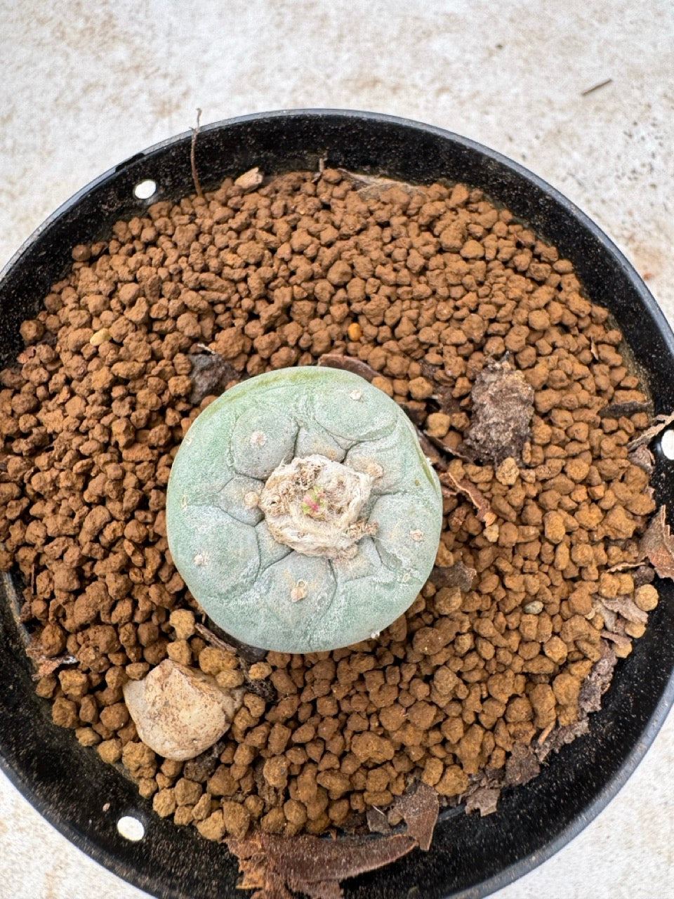 Lophophora williamsii size 5-6 cm own root