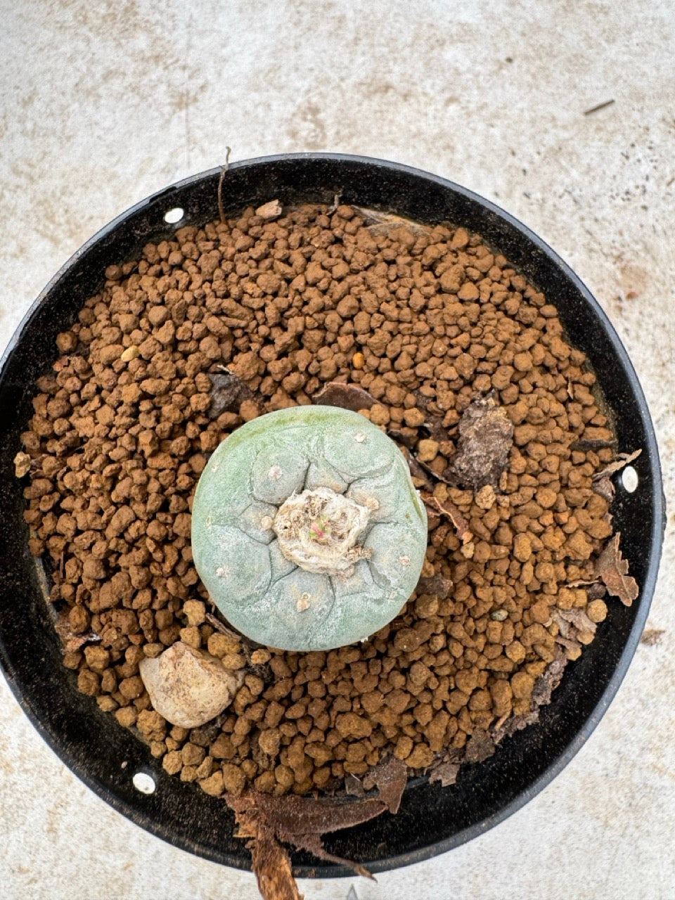 Lophophora williamsii size 5-6 cm own root