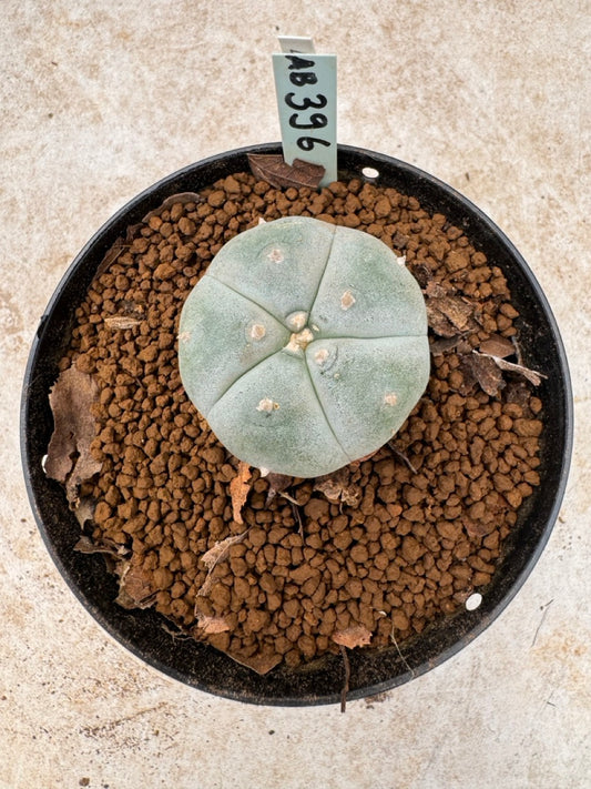 Lophophora williamsii size 5-6 cm own root