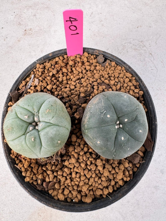 Lophophora williamsii size 5-6 cm own root