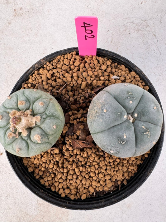 Lophophora williamsii size 5-6 cm own root