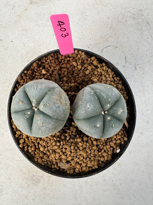 Lophophora williamsii size 5-6 cm own root