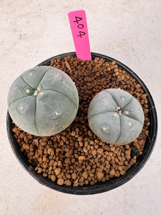 Lophophora williamsii size 5-6 cm own root