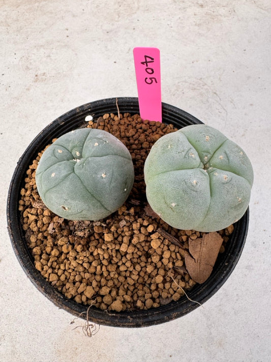 Lophophora williamsii size 5-6 cm own root