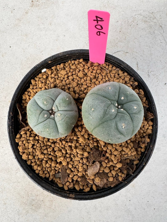 Lophophora williamsii size 5-6 cm own root