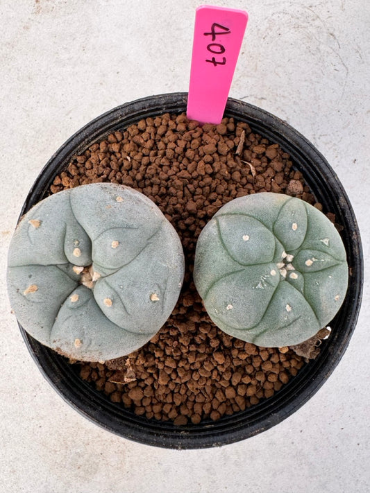 Lophophora williamsii size 5-6 cm own root