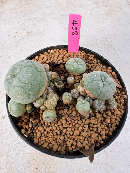 Lophophora williamsii size 5-6 cm own root