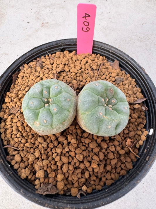 Lophophora williamsii size 5-6 cm own root