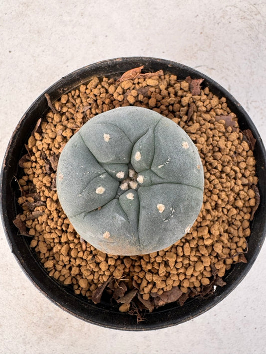 Lophophora williamsii size 5-6 cm own root