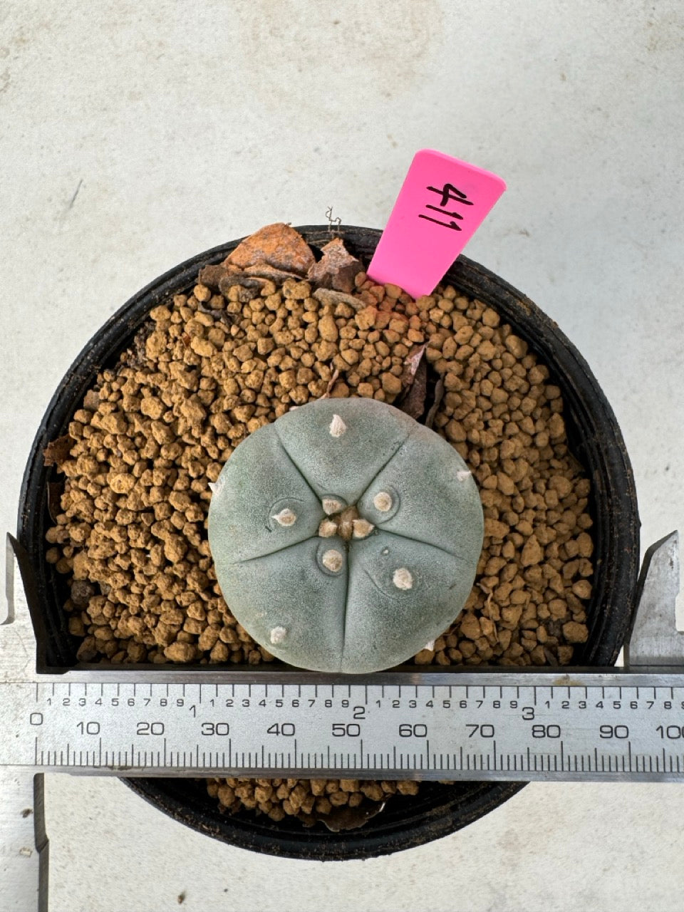 Lophophora williamsii size 5-6 cm own root