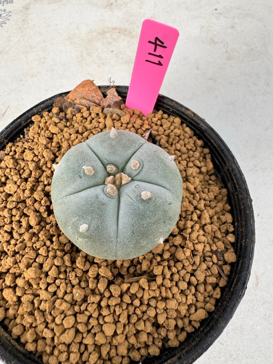 Lophophora williamsii size 5-6 cm own root