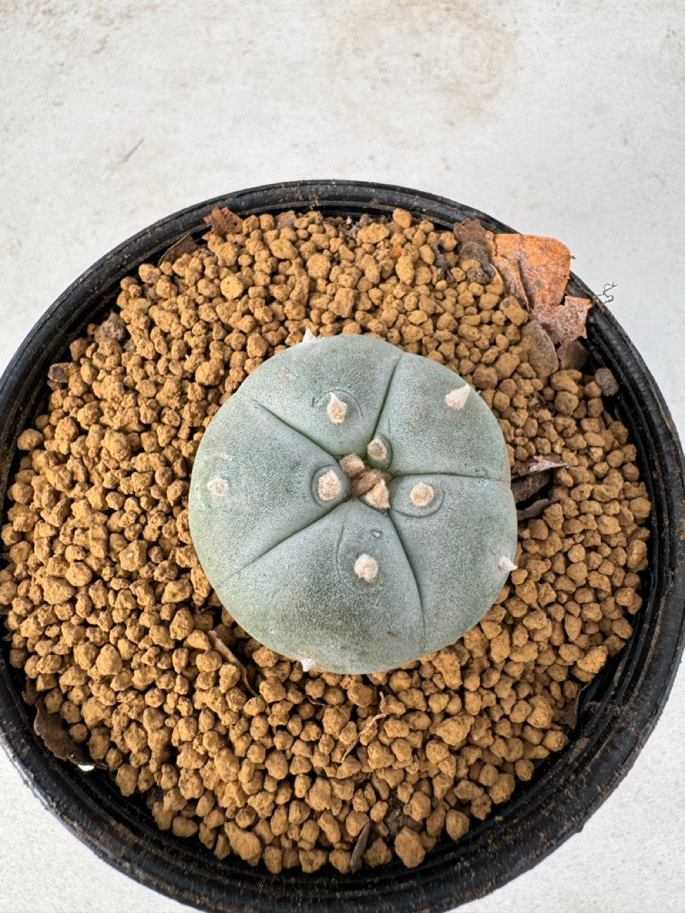 Lophophora williamsii size 5-6 cm own root