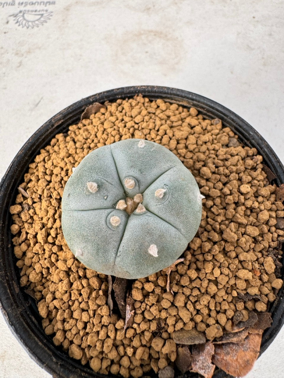 Lophophora williamsii size 5-6 cm own root