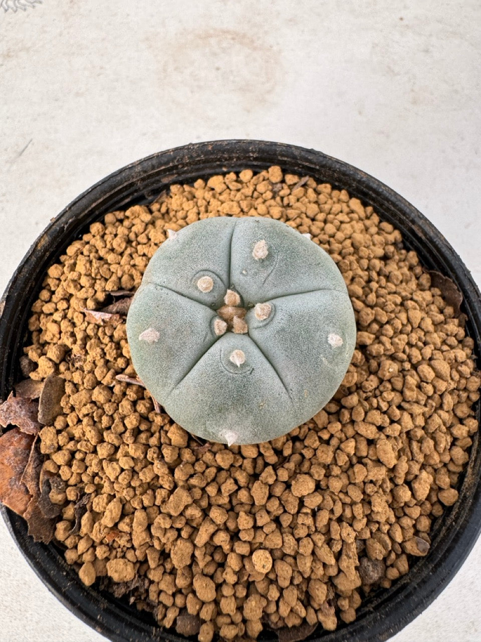 Lophophora williamsii size 5-6 cm own root