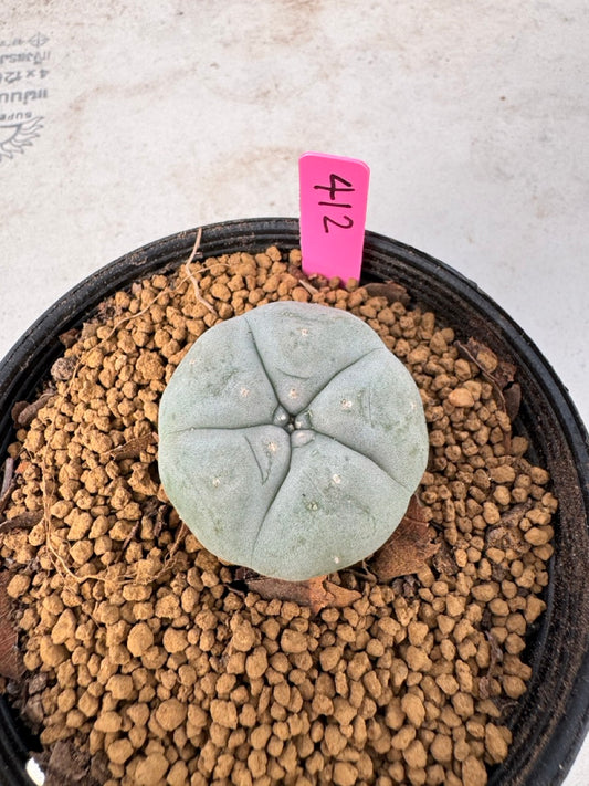 Lophophora williamsii size 5-6 cm own root