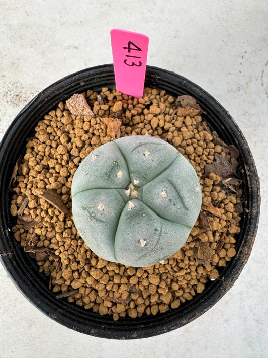 Lophophora williamsii size 5-6 cm own root