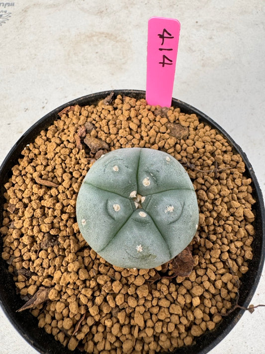 Lophophora williamsii size 5-6 cm own root