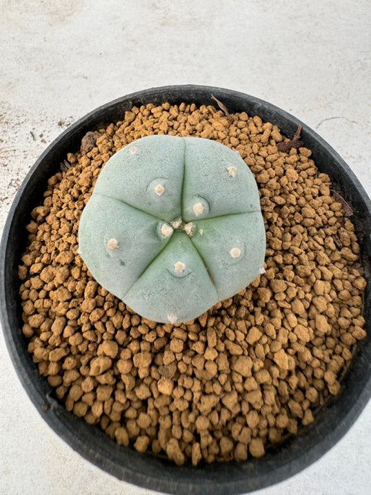 Lophophora williamsii size 5-6 cm own root