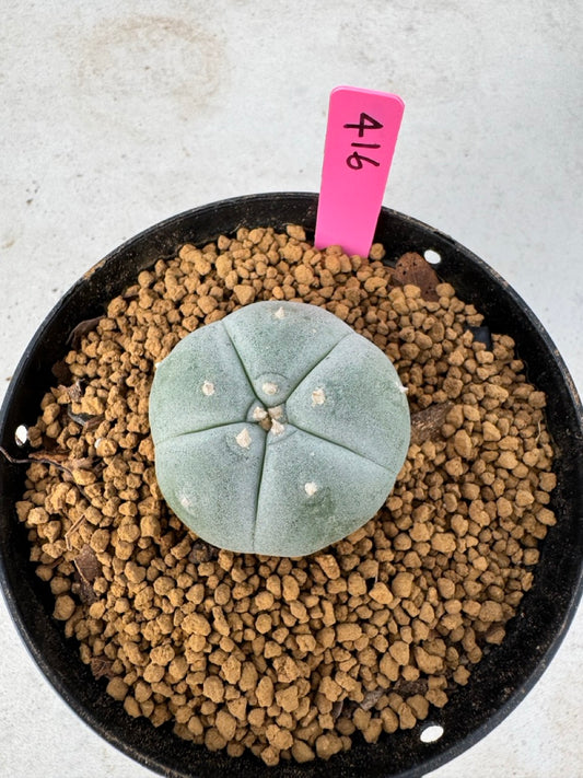 Lophophora williamsii size 5-6 cm own root